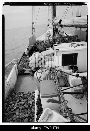 Panier PORT VIDÉ ET LES HUÎTRES PART TRIÉ - Kathryn-deux-voile Bateau le listao, le cornouiller, le port de la baie de Chesapeake, Tilghman, comté de Talbot, MD Banque D'Images