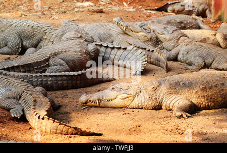 Un Crocodile animal prédateur Banque D'Images