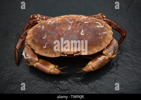 Une femme, comestibles ou brown, crabe, Cancer pagurus, pris dans un pot situé dans la Manche.fond d'ardoise. Dorset England UK GO Banque D'Images