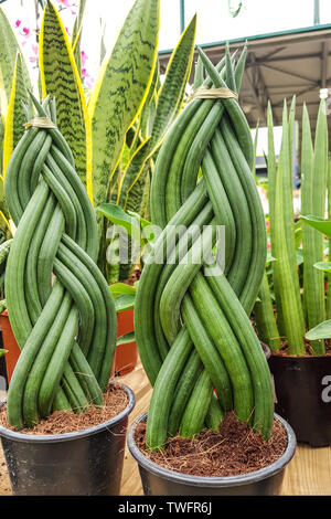 Spit décoratif de pousses de Sansevieria cylindrica, Banque D'Images
