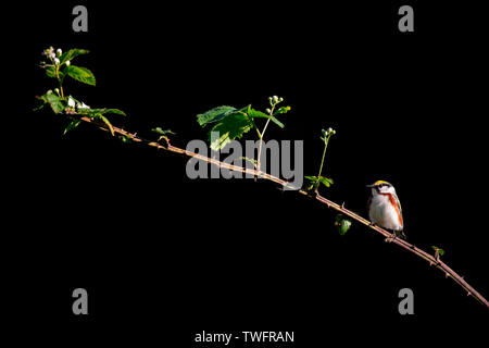 Une Paruline à flancs marrons coloré perché sur une branche avec des feuilles vert vif dans le lumineux soleil du matin avec un fond noir. Banque D'Images