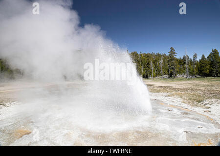 L'Aurum, geyser Old Faithful, en éruption. Yellowstone, États-Unis Banque D'Images
