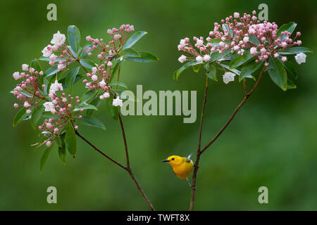 Une Paruline jaune vif perché sur une branche de fleurs rose Mountain Laurel avec un fond vert. Banque D'Images