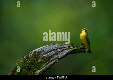 Une Paruline du Kentucky jaune vif chante à voix haute pendant que perché sur un journal avec la texture de la mousse et un bon fond vert. Banque D'Images