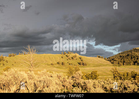 Compte tenu que le temps de tempête, approches Lamar valley, Wyoming, USA Banque D'Images