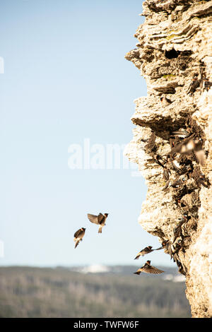 Les martinets voler dans leurs nids pour Soda Butte, Lamar Valley, Yellowstone, Wyoming, USA, Banque D'Images