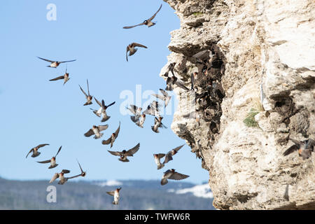 Les martinets voler dans leurs nids pour Soda Butte, Lamar Valley, Yellowstone, Wyoming, USA, Banque D'Images