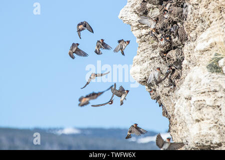 Les martinets voler dans leurs nids pour Soda Butte, Lamar Valley, Yellowstone, Wyoming, USA, Banque D'Images