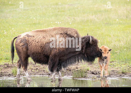 Vache veau de bison et de Yellowstone Banque D'Images