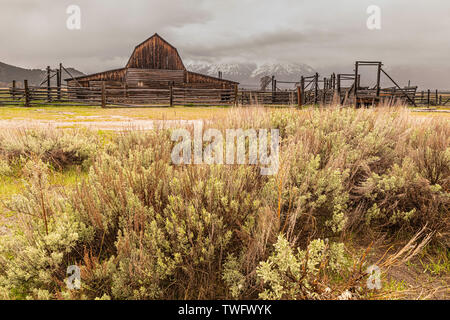 Granges à l'abandon au mormon Row, parc national de Grand Teton, Wyoming, USA Banque D'Images