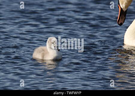 Un cygne muet moelleux cygnet piscine près de la maison mère swan au printemps Banque D'Images