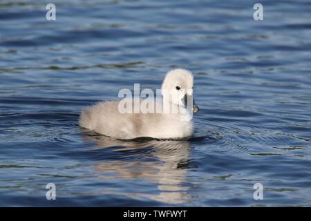 Un cygne muet moelleux cygnet nager seul sur un lac bleu au printemps Banque D'Images