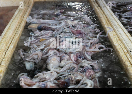 Matières premières et frais sur la glace dans le calmar , calmar Bigfin reef du marché, des seiches , Sepioteuthis lessoniana , Teuthida. C'est pour les amateurs de fruits de mer, prêt à t Banque D'Images