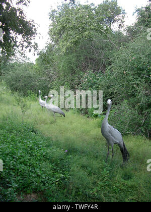 Quatre grues bleu dans le bush, Johannesburg, la Province de Gauteng, Afrique du Sud Banque D'Images