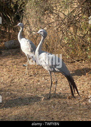 Deux grues bleu dans le bush, Johannesburg, la Province de Gauteng, Afrique du Sud Banque D'Images