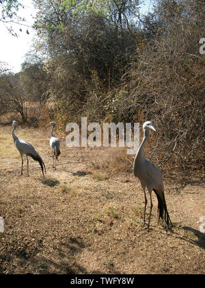 Trois grues bleu dans le bush, Johannesburg, la Province de Gauteng, Afrique du Sud Banque D'Images