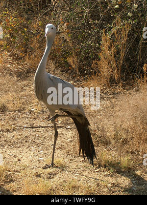 Portrait d'une grue, Johannesburg, la Province de Gauteng, Afrique du Sud Banque D'Images