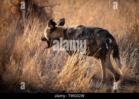 Chien sauvage d'Afrique le bâillement Banque D'Images