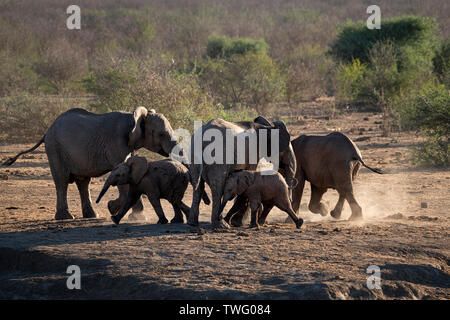 Un petit entendu de femmes avec des petits éléphants de la poussière des coups Banque D'Images