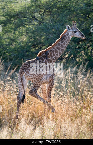 Une girafe avec oxpeckers sur son cou et dos Banque D'Images