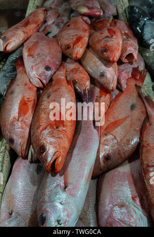 Tas de matières premières fraîches red snapper sur glace au marché de poissons de Kedonganan, Bali Banque D'Images