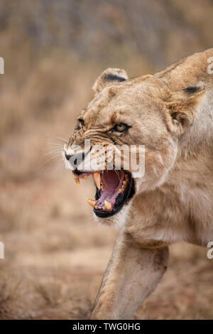 Une lionne grogner et rugissants. Banque D'Images