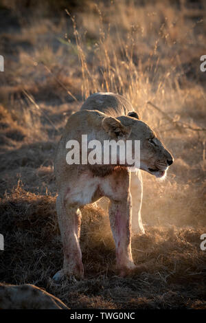 Une lionne grogner et rugissants. Banque D'Images