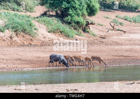 Un nyala bull, Tragelaphus angasii, un jeune taureau et vaches de l'eau potable dans la rivière Levuvhu Banque D'Images