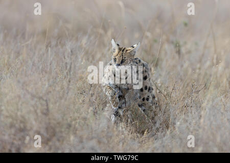 Serval (Leptailurus serval cat) la chasse dans les hautes herbes, Tanzanie, Ndutu Banque D'Images