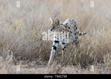 Serval (Leptailurus serval cat) la chasse dans les hautes herbes, Tanzanie, Ndutu Banque D'Images