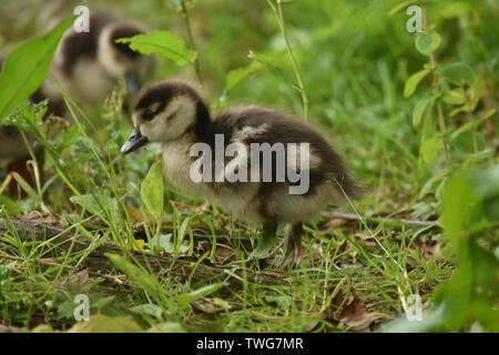 Bébé (Gease cygnet) au lac de Singleton, Ashford Banque D'Images