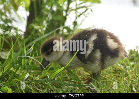 Bébé (Gease cygnet) au lac de Singleton, Ashford Banque D'Images