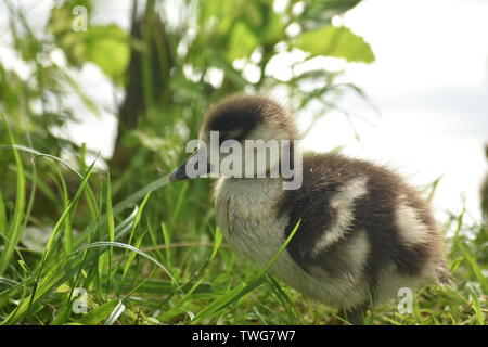 Bébé (Gease cygnet) au lac de Singleton, Ashford Banque D'Images