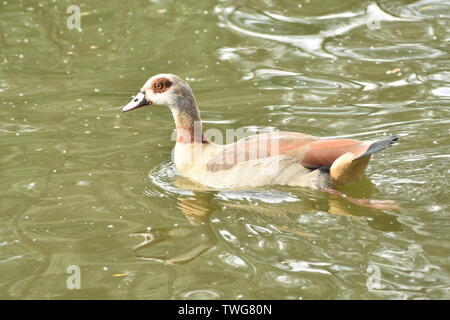 Bébé (Gease cygnet) au lac de Singleton, Ashford Banque D'Images