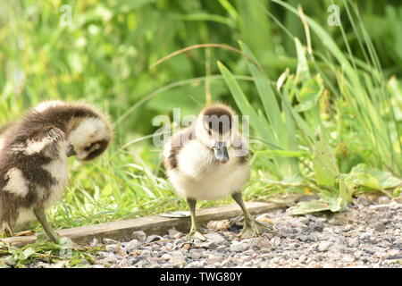 Bébé (Gease cygnet) au lac de Singleton, Ashford Banque D'Images