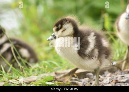 Bébé (Gease cygnet) au lac de Singleton, Ashford Banque D'Images