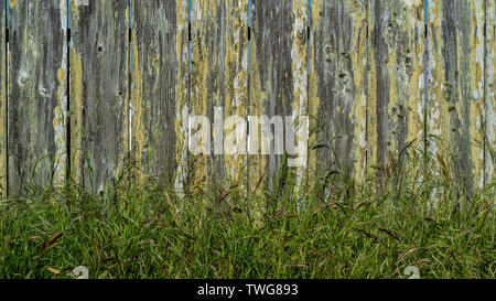 Libre à base de clôture en bois recouvert de lichen jaune avec un peu de plus en plus d'herbe verte au bas- fond et texture Banque D'Images