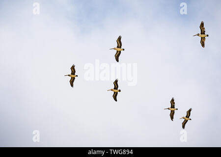 Un groupe de le pélican brun (Pelecanus occidentalis), volant sur un fond de ciel bleu et blanc, en Californie Banque D'Images