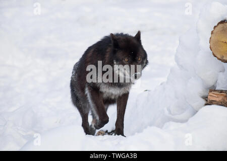 Black Canadian Wild wolf est exécuté sur une neige blanche. Canis lupus pambasileus. Les animaux de la faune. Banque D'Images