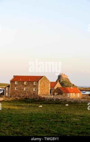 Lumière du soleil à la fin de l'automne sur une ferme et le lointain château de Lindisfarne datant du XVe siècle sur Lindisfarne Holy Island dans le Northumberland, en Grande-Bretagne. Lindisfarne cas Banque D'Images