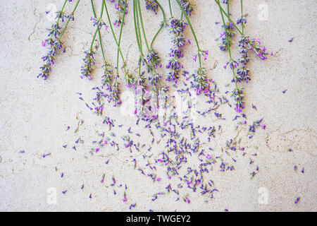 Fleurs de Lavande et de pétales sur fond de béton. Mise à plat, vue du dessus, close-up. Copier l'espace. Banque D'Images