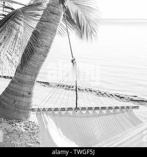 Des vacances paisibles hamac sur la plage de palmiers tropicaux en noir et blanc Banque D'Images