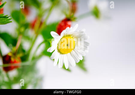 Branches de fraise mûre, rouge, blanc les marguerites et les feuilles de menthe dans un verre d'eau sur un moignon de bois dans le contexte de l'herbe verte Banque D'Images