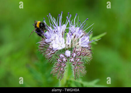 Un bourdon sur les fleurs d'une fiddleneck (Phacelia tanacetifolia) Banque D'Images