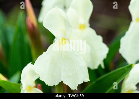 Roscoea 'Kew Beauty' Banque D'Images