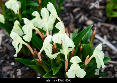 Roscoea 'Kew Beauty' Banque D'Images