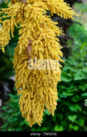 Les fleurs d'un palmier Chusan (Trachycarpus fortunei) Banque D'Images