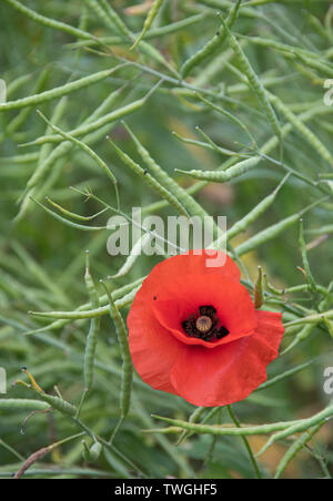 Simple pavot rouge dans les champs de coquelicots Hertfordshire UK Banque D'Images