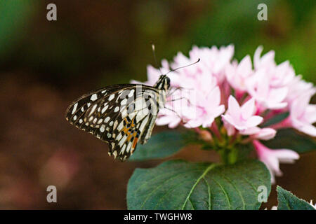 Un papillon Papilio demoleus (chaux) dans une maison de papillons sur les fleurs d'un star égyptienne (Pentas lanceolata) Banque D'Images