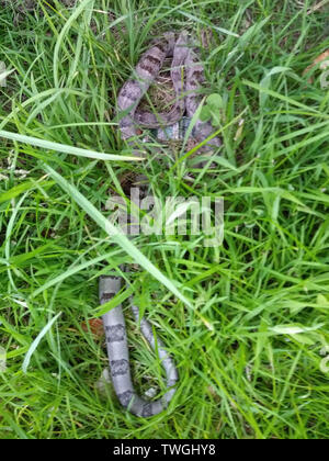 Inverness, Royaume-Uni, 20 juin 2019. Recueillir des photo d'un serpent qui a été découvert dans l'enceinte de l'hôpital Raigmore le mercredi soir. Elle a été capturée par le SSPCA jeudi après-midi, mais il est mort tout en étant prises à un vétérinaire. Les tentatives de relancer le serpent n'a pas été retenue. Photo prise par un membre du personnel de sécurité de l'hôpital. Utilisé avec permission. Credit : Crédit : Andrew Smith Andrew Smith/Alamy Live News Banque D'Images
